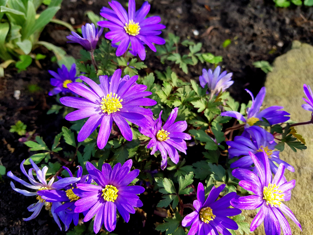 Asters Bloeien In De Nazomer En Herfst MAX Magazine