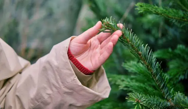 uitslag van de kerstboom