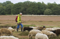 MAX Op stap met de herder