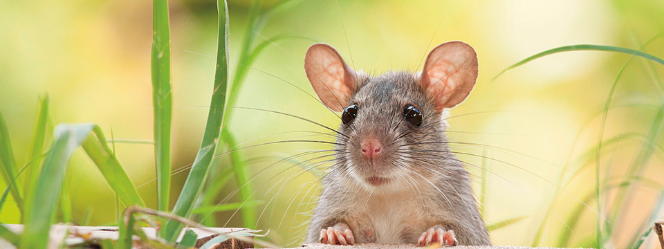 uitspraak Aanvankelijk Ijdelheid Ratten en muizen komen eraan - MAX Magazine