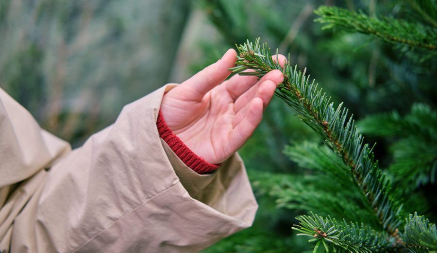 uitslag van kerstboom