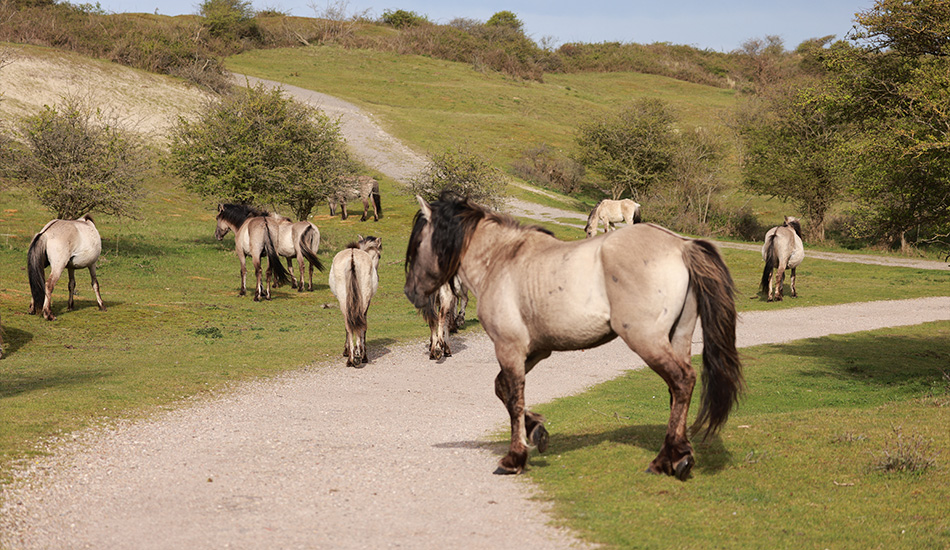 Konikpaarden in natuurgebied Oranjezon