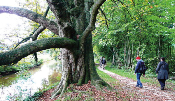 wandeling Langs holwortel en bosanemonen