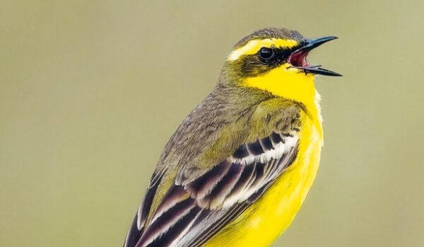 Menno Bentveld verkent voor 'Vroege vogels' het voormalige stroomgebied van het Oer-IJ tussen Haarlem, Alkmaar en Zaanstad, inclusief de duinvlakte bij Castricum.