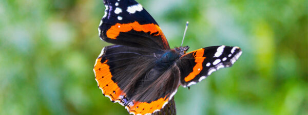Ontdek waarom de Nederlandse biodiversiteit afneemt ondanks successen met specifieke soorten. Leer hoe je kunt helpen met gifvrije planten en deelname aan natuurtellingen zoals de populaire Tuinvogeltelling.