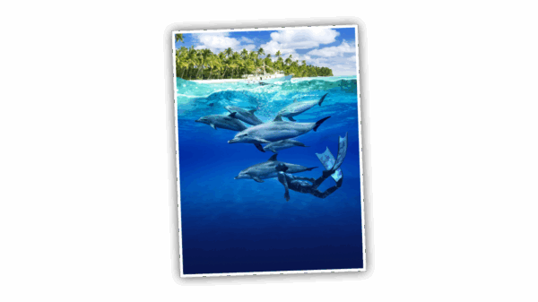 Ontdek unieke verhalen van kapitein Wayne Scott Smith en het IFAW Dolphin Rescue Center. Een leerzame en ontroerende film over deze intelligente zoogdieren.