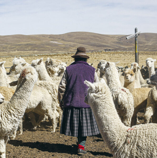 Vrouw naast Alpacas