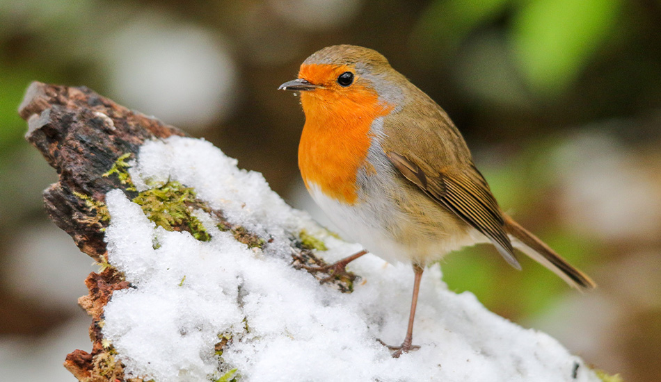 roodborst winter