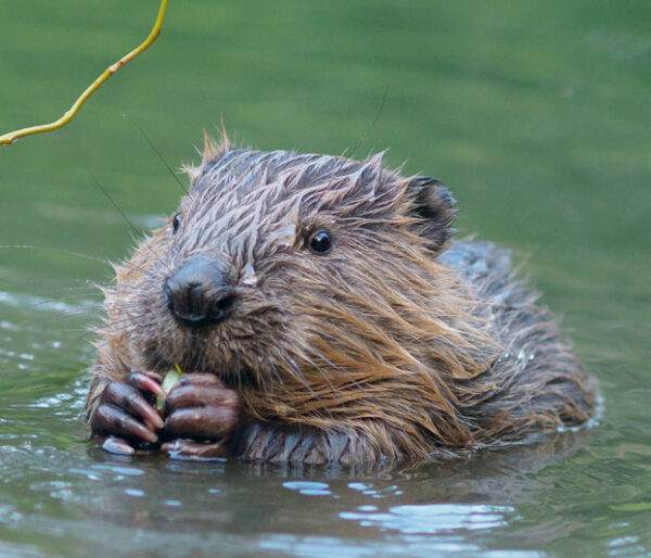 Hoe helpt de bever bij het herstel van de Astense Aa? Ontdek in Noord-Zuid-Oost-West hoe natuurgebied De Berken transformeert naar een natuurlijk watersysteem.