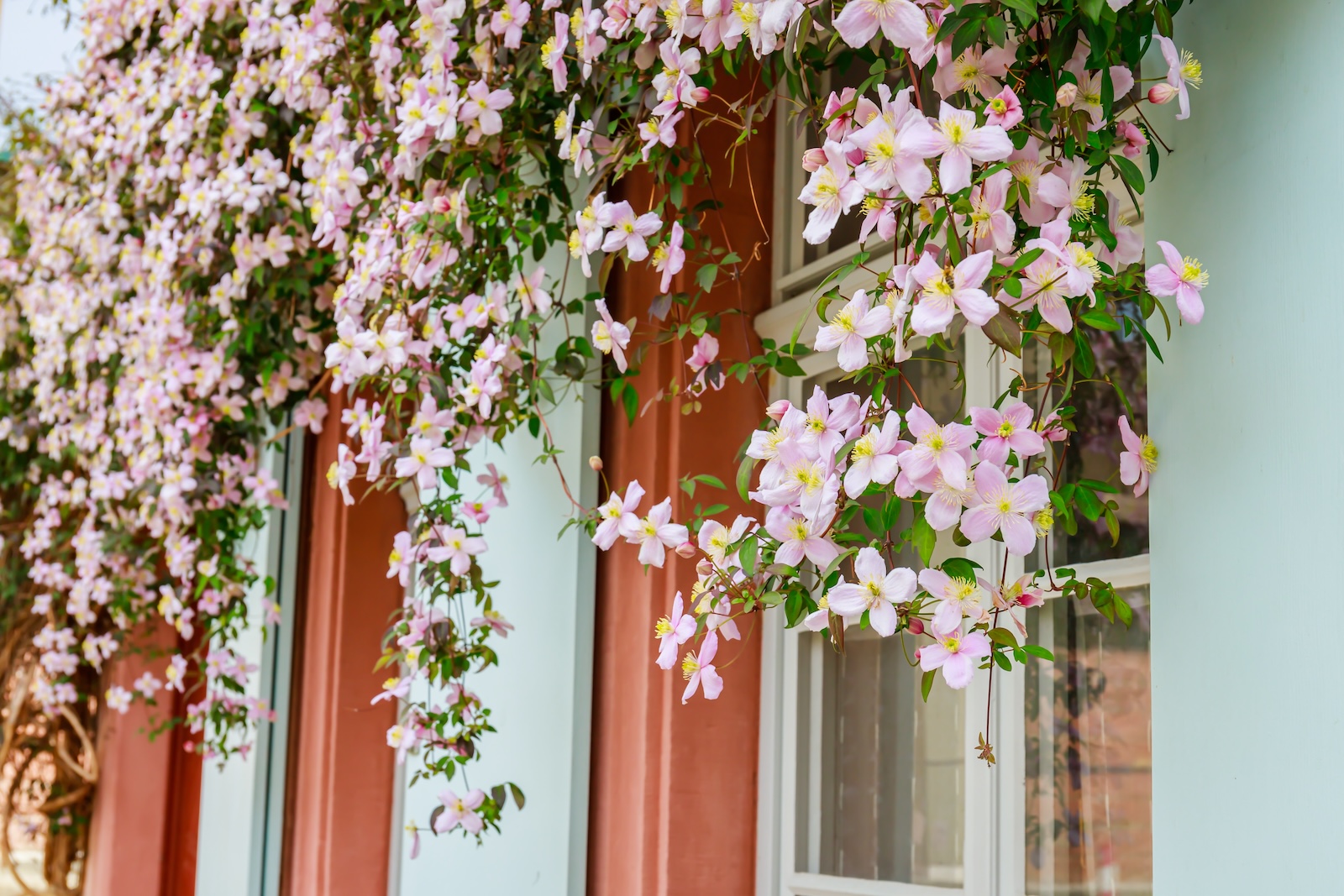 Clematis Montana