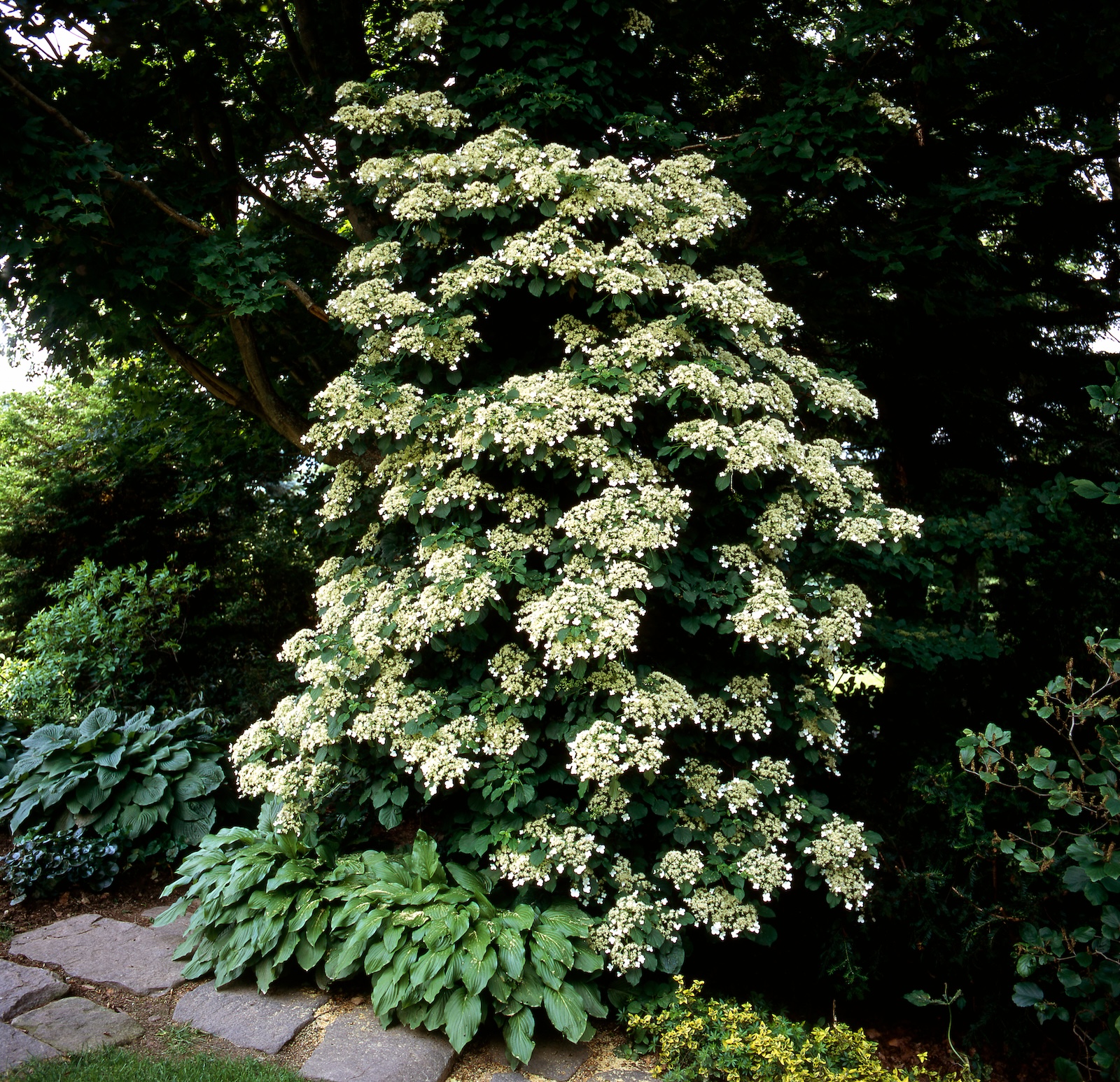 klimhortensia