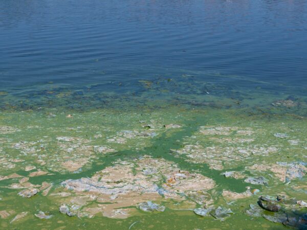 blauwalg op het water