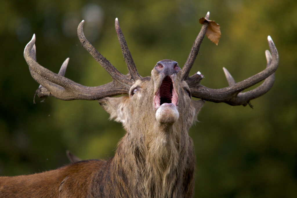 Herten kondigen de herfst aan: beleef het burlen van dichtbij